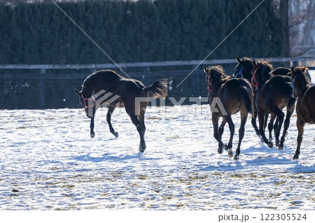 冬のサラブレッド生産牧場 1歳馬 競走馬 北海道安平町 冬のサラブレッド生産牧場 1歳馬 競走馬 北海道安平町 122305524