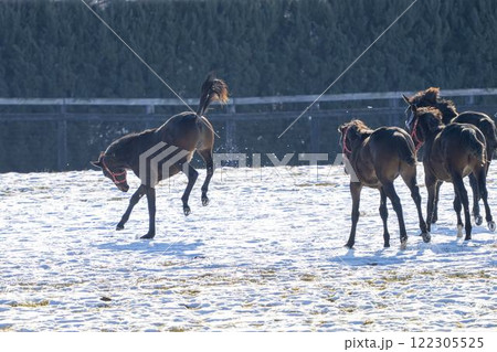 冬のサラブレッド生産牧場　1歳馬　競走馬　北海道安平町 122305525