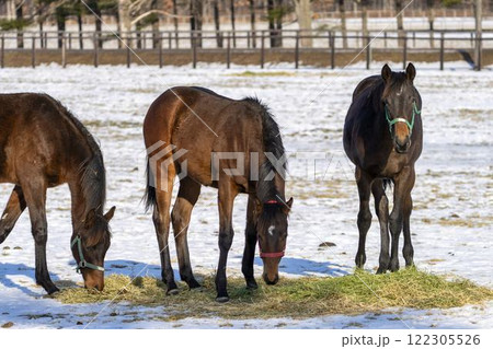 冬のサラブレッド生産牧場 1歳馬 競走馬 北海道安平町 冬のサラブレッド生産牧場 1歳馬 競走馬 北海道安平町 122305526