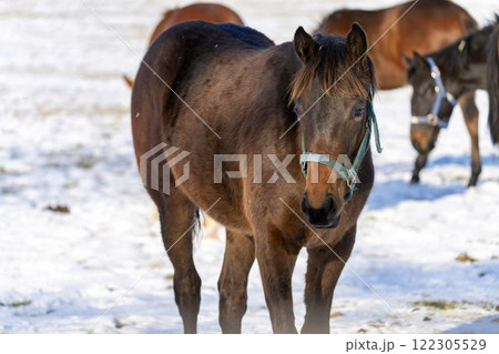 冬のサラブレッド生産牧場 1歳馬 競走馬 北海道安平町 冬のサラブレッド生産牧場 1歳馬 競走馬 北海道安平町 122305529