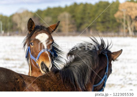 冬のサラブレッド生産牧場　1歳馬　競走馬　北海道安平町 122305530