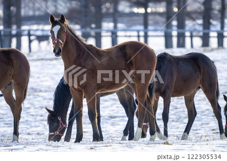 冬のサラブレッド生産牧場　1歳馬　競走馬　北海道安平町 122305534