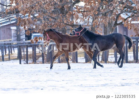 冬のサラブレッド生産牧場 1歳馬 競走馬 北海道安平町 冬のサラブレッド生産牧場 1歳馬 競走馬 北海道安平町 122305535