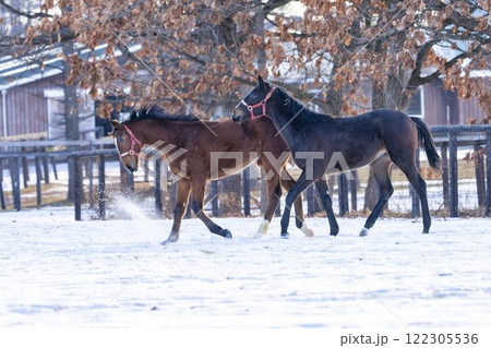 冬のサラブレッド生産牧場 1歳馬 競走馬 北海道安平町 冬のサラブレッド生産牧場 1歳馬 競走馬 北海道安平町 122305536