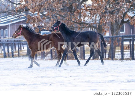 冬のサラブレッド生産牧場 1歳馬 競走馬 北海道安平町 冬のサラブレッド生産牧場 1歳馬 競走馬 北海道安平町 122305537