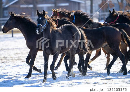 冬のサラブレッド生産牧場 1歳馬 競走馬 北海道安平町 冬のサラブレッド生産牧場 1歳馬 競走馬 北海道安平町 122305576