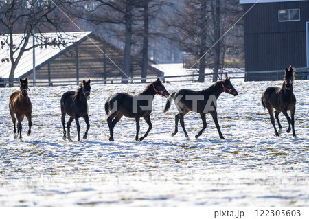 冬のサラブレッド生産牧場　1歳馬　競走馬　北海道安平町 122305603