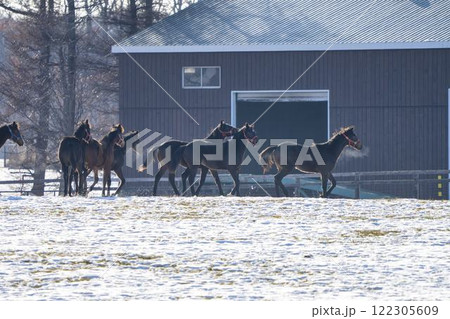 冬のサラブレッド生産牧場 1歳馬 競走馬 北海道安平町 冬のサラブレッド生産牧場 1歳馬 競走馬 北海道安平町 122305609