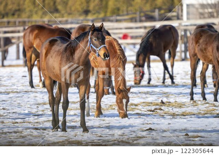 冬のサラブレッド生産牧場　1歳馬　競走馬　北海道安平町 122305644