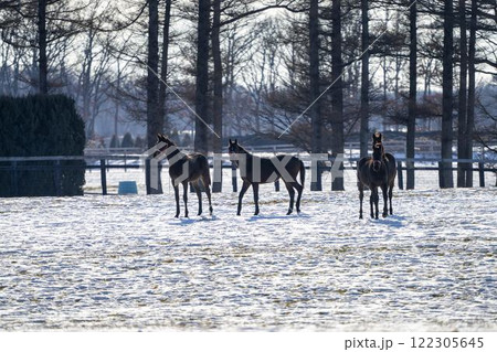 冬のサラブレッド生産牧場 1歳馬 競走馬 北海道安平町 冬のサラブレッド生産牧場 1歳馬 競走馬 北海道安平町 122305645