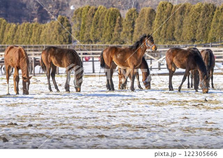 冬のサラブレッド生産牧場　1歳馬　競走馬　北海道安平町 122305666