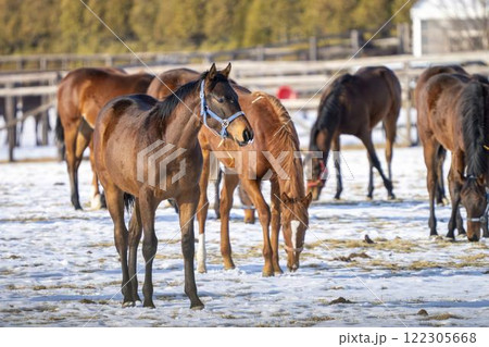 冬のサラブレッド生産牧場　1歳馬　競走馬　北海道安平町 122305668