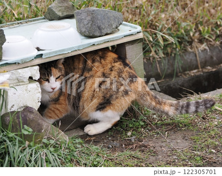 ネココロニーで追いかけっこする猫たち 122305701