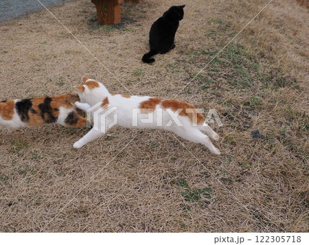 ネココロニーで追いかけっこする猫たち 122305718