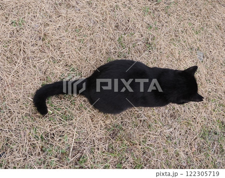 ネココロニーで追いかけっこする猫たち 122305719