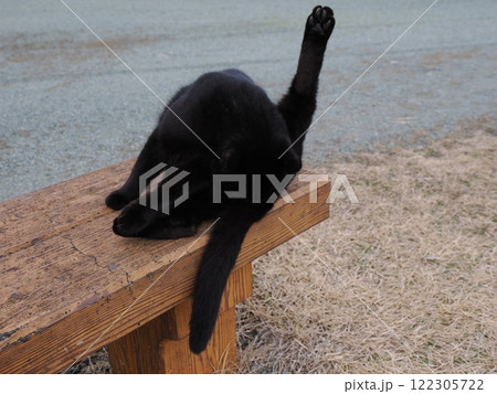 ネココロニーで追いかけっこする猫たち 122305722