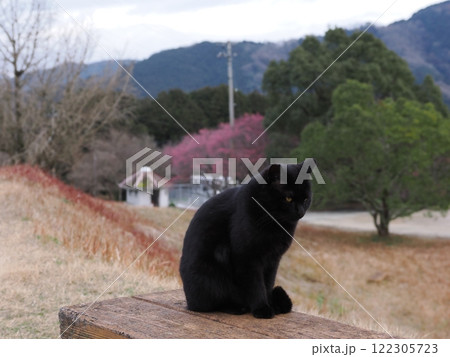 ネココロニーで追いかけっこする猫たち 122305723