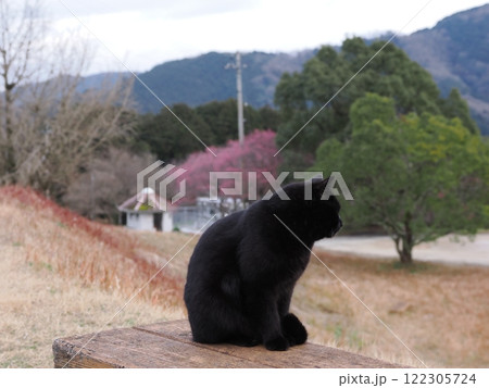 ネココロニーで追いかけっこする猫たち 122305724
