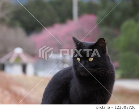 ネココロニーで追いかけっこする猫たち 122305726