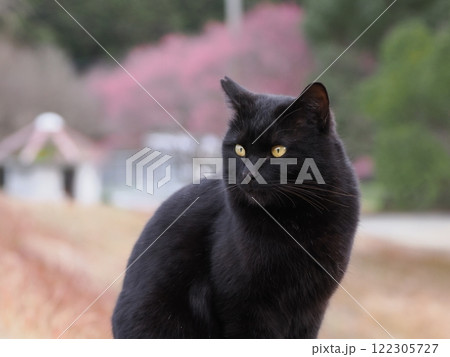 ネココロニーで追いかけっこする猫たち 122305727