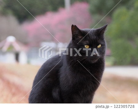 ネココロニーで追いかけっこする猫たち 122305728