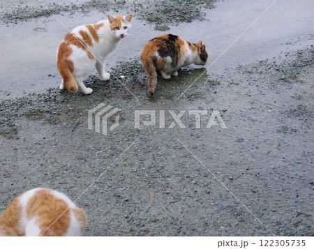 ネココロニーで追いかけっこする猫たち ネココロニーで追いかけっこする猫たち 122305735