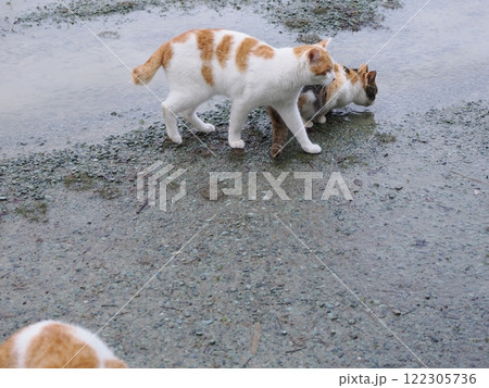 ネココロニーで追いかけっこする猫たち 122305736