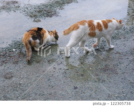 ネココロニーで追いかけっこする猫たち 122305738