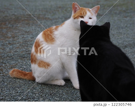 ネココロニーで追いかけっこする猫たち 122305746