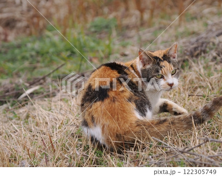 ネココロニーで追いかけっこする猫たち ネココロニーで追いかけっこする猫たち 122305749