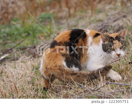 ネココロニーで追いかけっこする猫たち 122305751