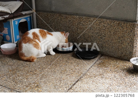 ネココロニーで追いかけっこする猫たち ネココロニーで追いかけっこする猫たち 122305768