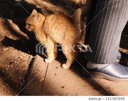 可愛い茶トラ子猫 122305840