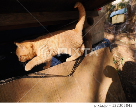 可愛い茶トラ子猫 可愛い茶トラ子猫 122305842