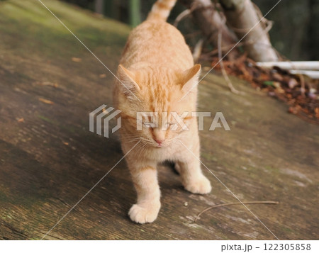 可愛い茶トラ子猫 可愛い茶トラ子猫 122305858
