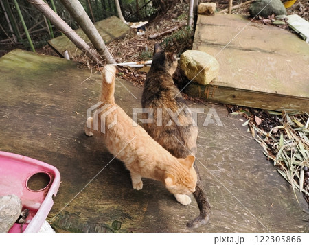 可愛い茶トラ子猫 可愛い茶トラ子猫 122305866