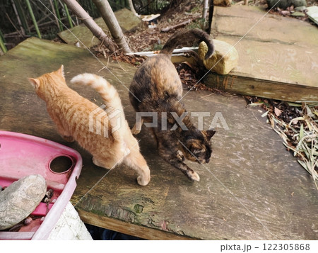 可愛い茶トラ子猫 可愛い茶トラ子猫 122305868