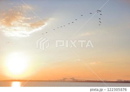 夕方に東京湾上空を移動するカワウの群れ 122305876