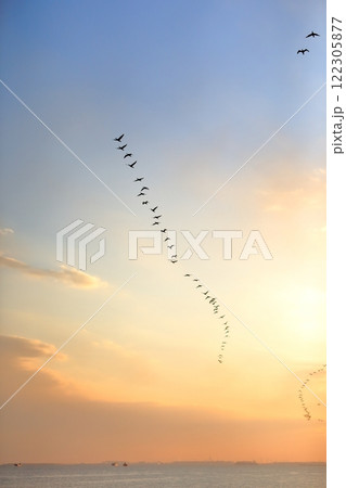 夕方に東京湾上空を移動するカワウの群れ 122305877