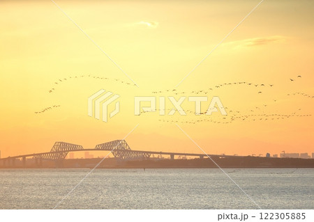 夕方に東京湾上空を移動するカワウの群れ 夕方に東京湾上空を移動するカワウの群れ 122305885