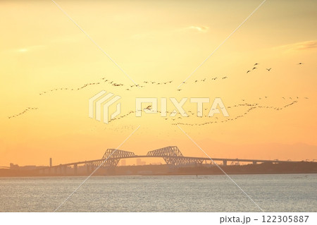 夕方に東京湾上空を移動するカワウの群れ 夕方に東京湾上空を移動するカワウの群れ 122305887