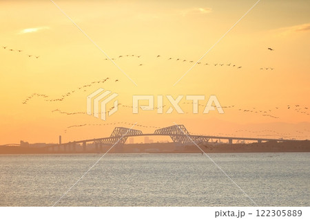 夕方に東京湾上空を移動するカワウの群れ 122305889