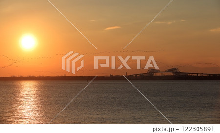 夕方に東京湾上空を移動するカワウの群れ 夕方に東京湾上空を移動するカワウの群れ 122305891