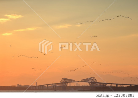 夕方に東京湾上空を移動するカワウの群れ 夕方に東京湾上空を移動するカワウの群れ 122305893