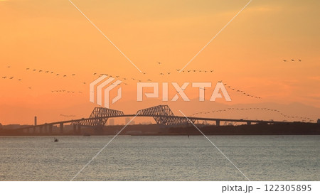 夕方に東京湾上空を移動するカワウの群れ 122305895