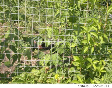 The Moscow Zoo is one of the oldest and largest zoos in Russia, offering a fascinating experience for visitors of all ages. The Moscow Zoo is one of the oldest and largest zoos in Russia, offering a fascinating experience for visitors of all ages. 122305944