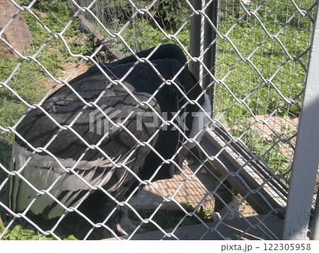 The Moscow Zoo is one of the oldest and largest zoos in Russia, offering a fascinating experience for visitors of all ages. 122305958