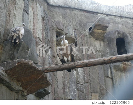 The Moscow Zoo is one of the oldest and largest zoos in Russia, offering a fascinating experience for visitors of all ages. The Moscow Zoo is one of the oldest and largest zoos in Russia, offering a fascinating experience for visitors of all ages. 122305966