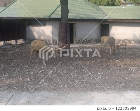 The Moscow Zoo is one of the oldest and largest zoos in Russia, offering a fascinating experience for visitors of all ages. The Moscow Zoo is one of the oldest and largest zoos in Russia, offering a fascinating experience for visitors of all ages. 122305994