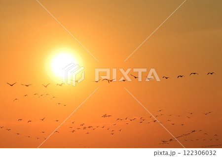 夕方に東京湾上空を移動するカワウの群れ 夕方に東京湾上空を移動するカワウの群れ 122306032